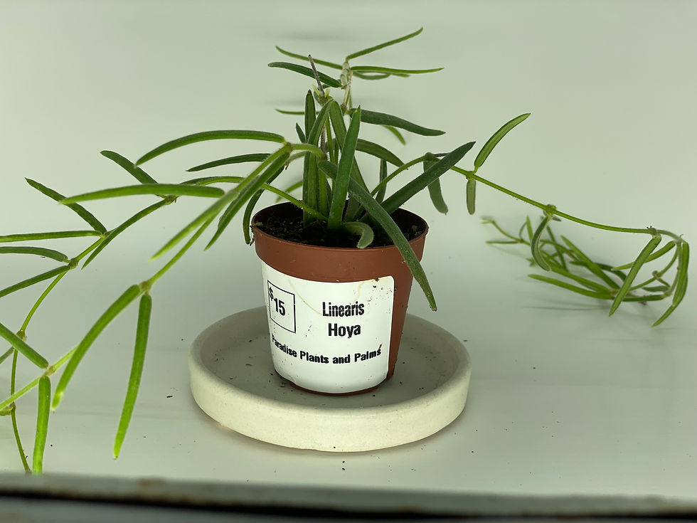 2.5 inch Hoya Linearis