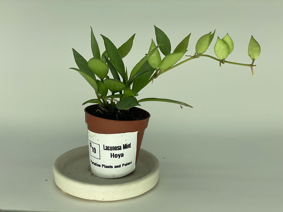 2.5 inch Hoya Lacunosa Mint