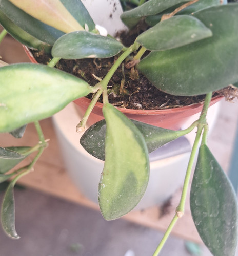 Hoya DS-70 Variegated | paradiseplants&palms