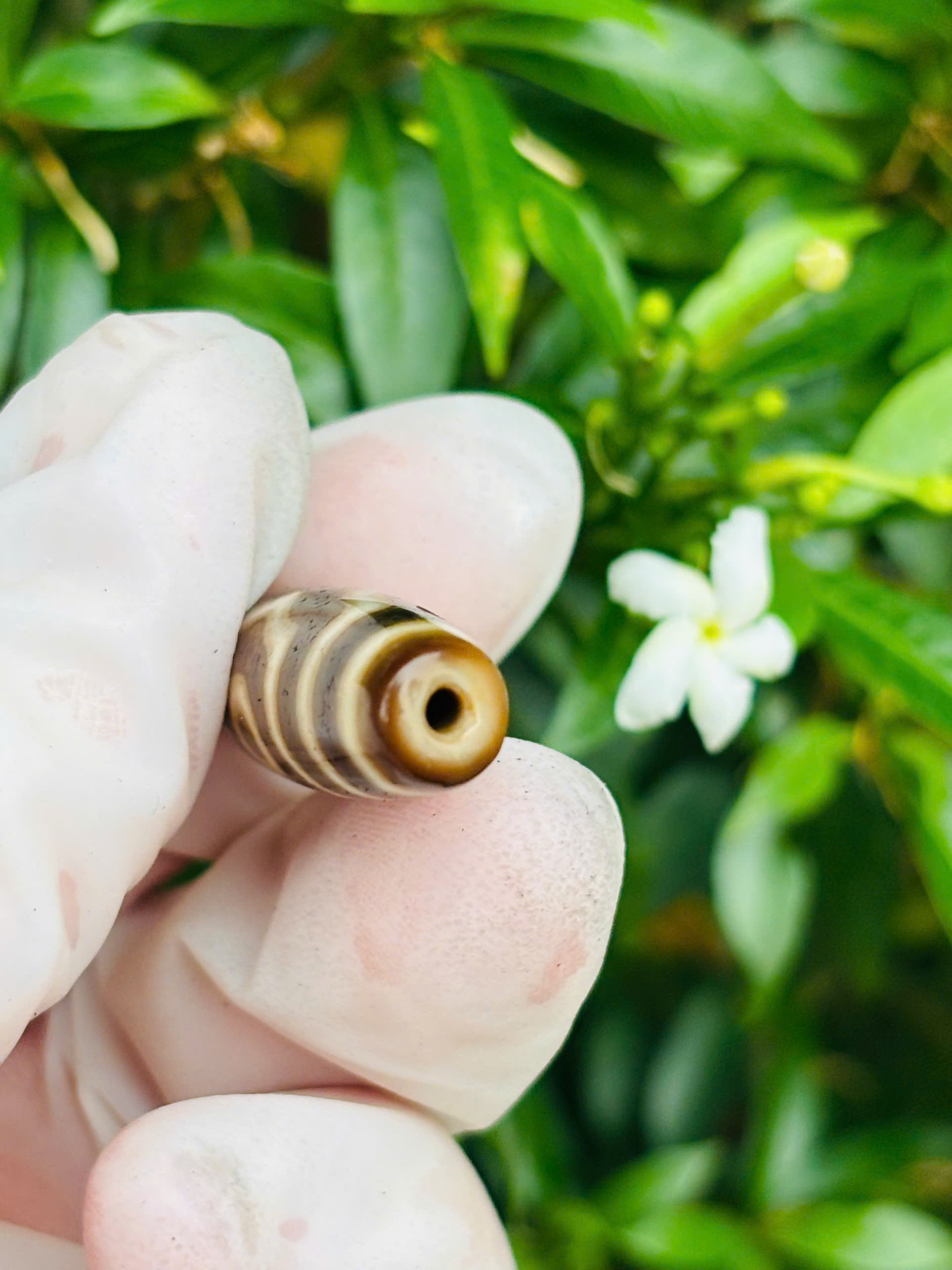DZI 3 MẮT HOÀNG THẦN TÀI