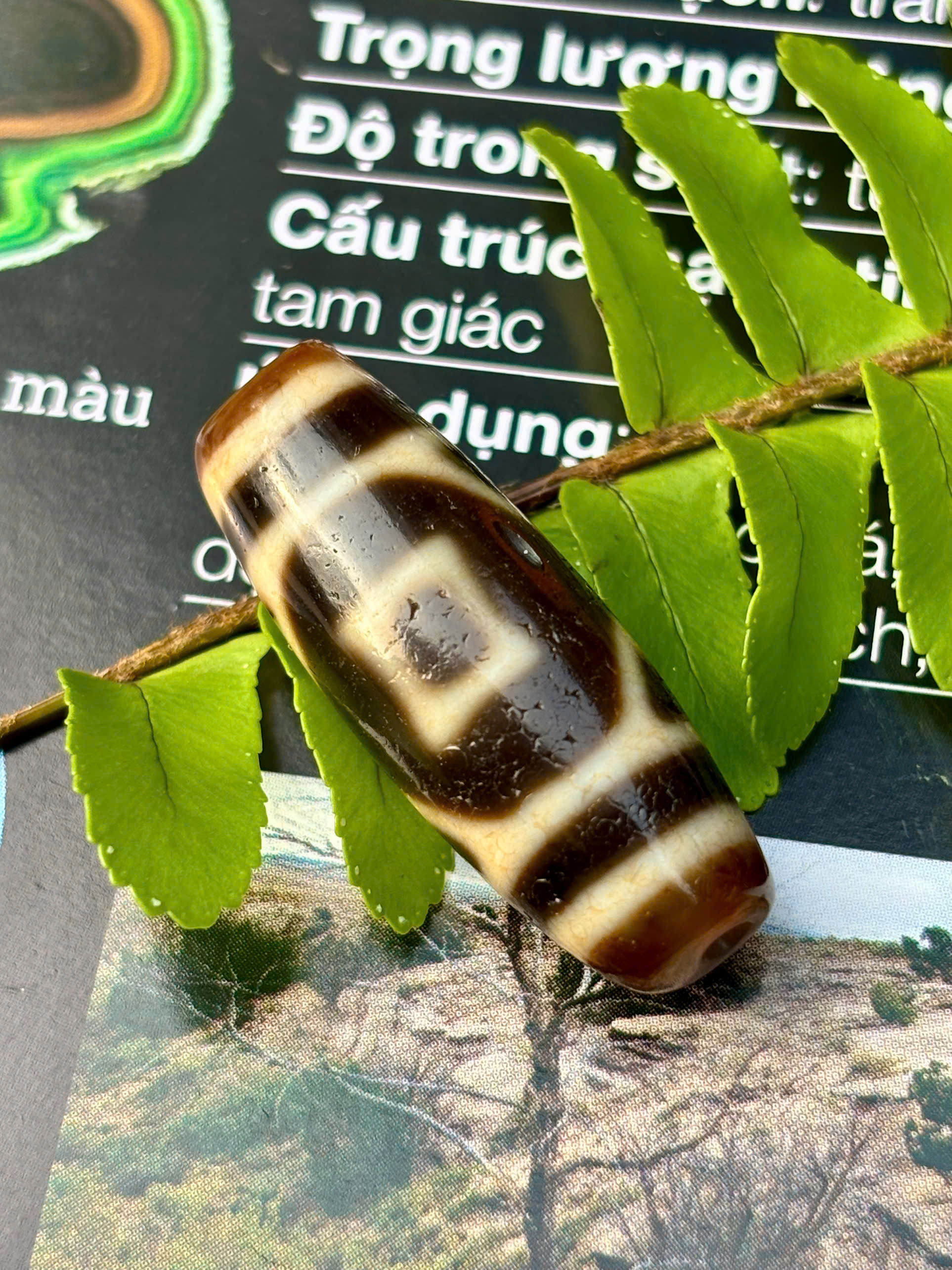 DZI ĐA BẢO
