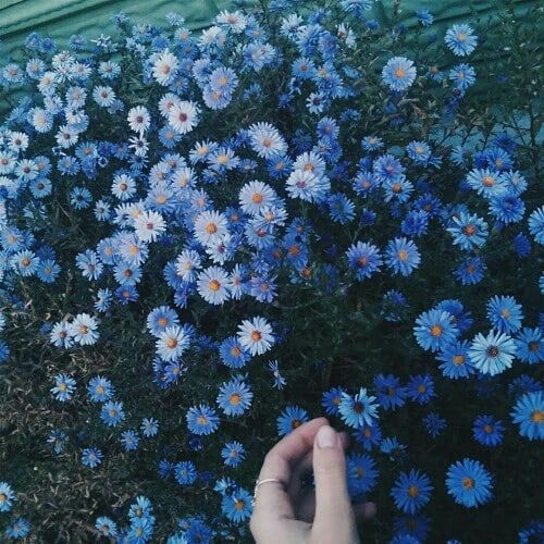 My fave flowers :>