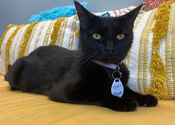 Black Cat lounging on couch