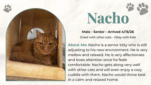 Nacho (1).png