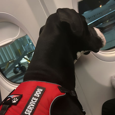 GREAT DANES ON PLANES