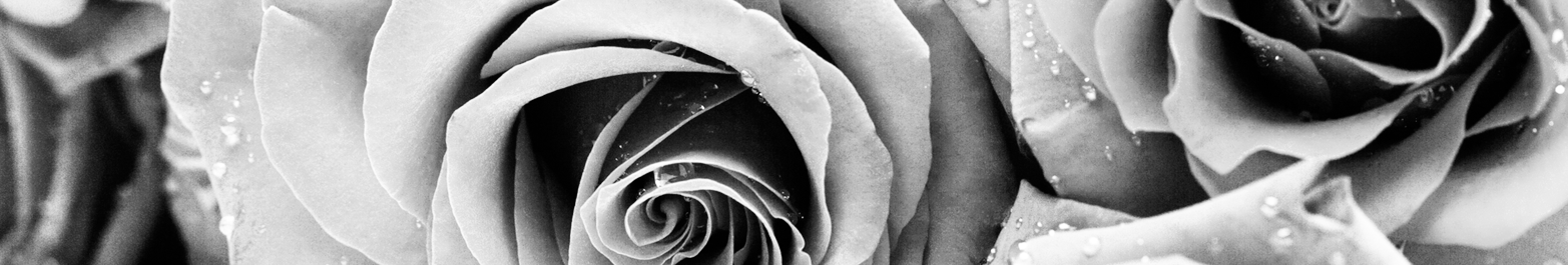 rosas transparentes