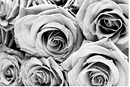 Roses Transparent