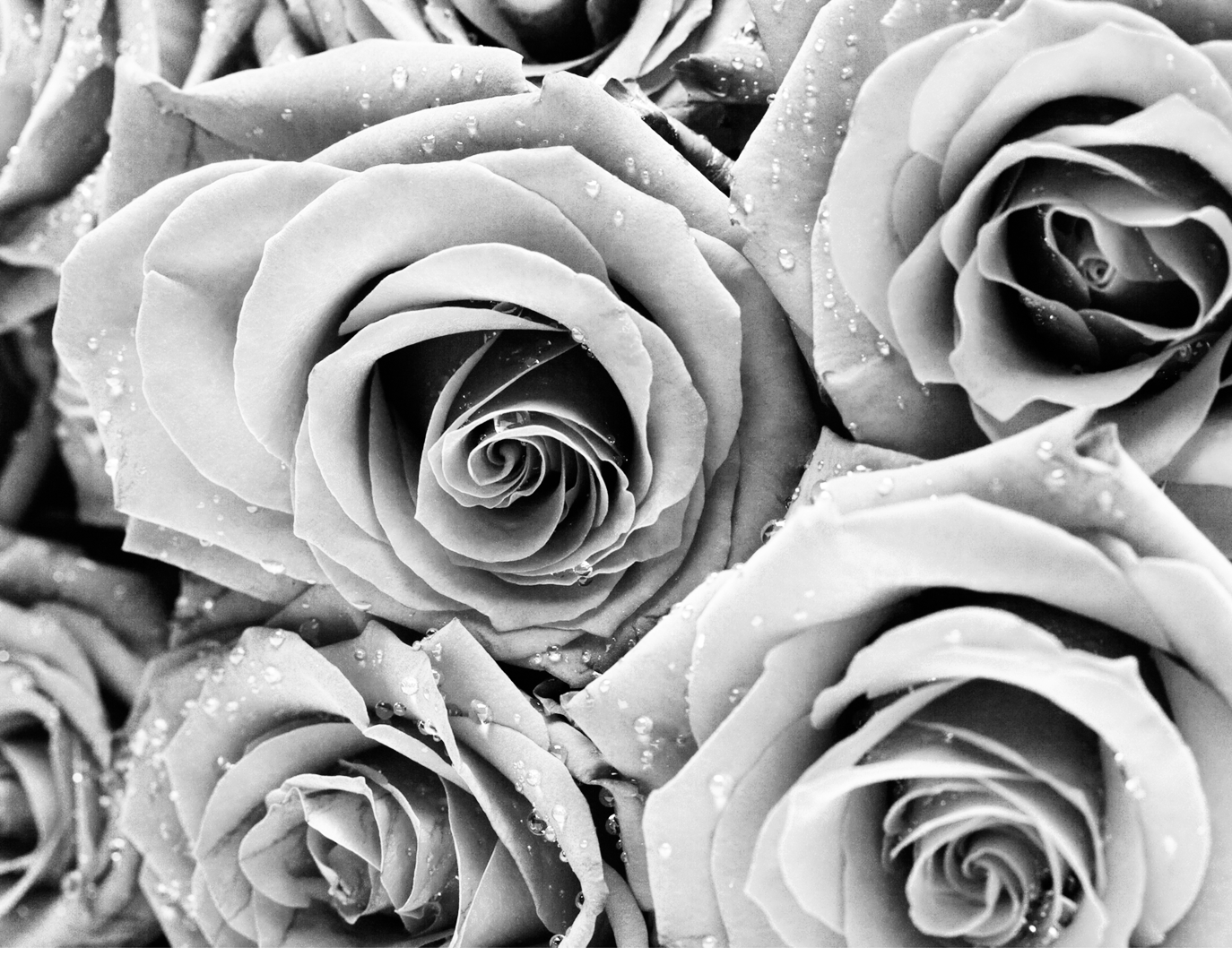 プリザーブド教室 協会 日本プリザーブドフラワー認定協会 E 栃木 東京 千葉 静岡 愛知 大阪 神戸 福岡 全国