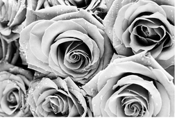 Roses Transparent