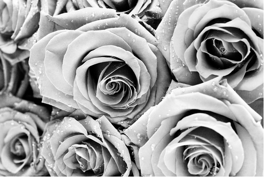 Roses Transparent