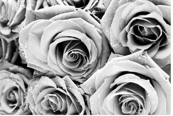 Roses Transparent