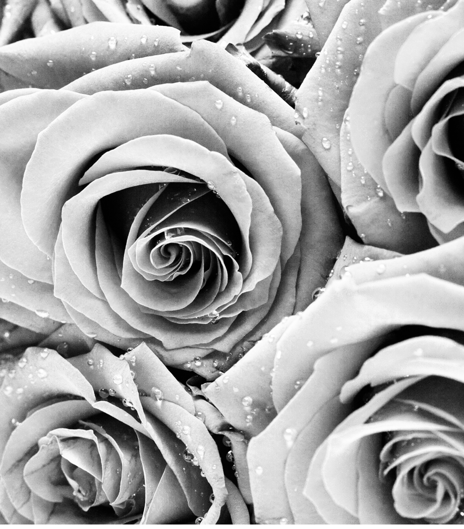 Roses Transparent