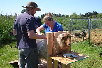 Seedpod Farm Shearing Day