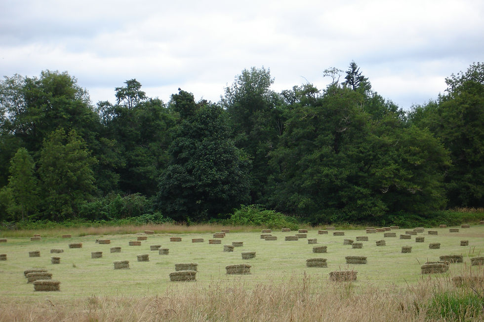 Timothy/Orchard Grass Hay