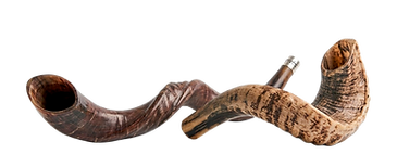 SH_edited.png