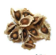 Miniaturbild: Moringa Samen, 10 Stück