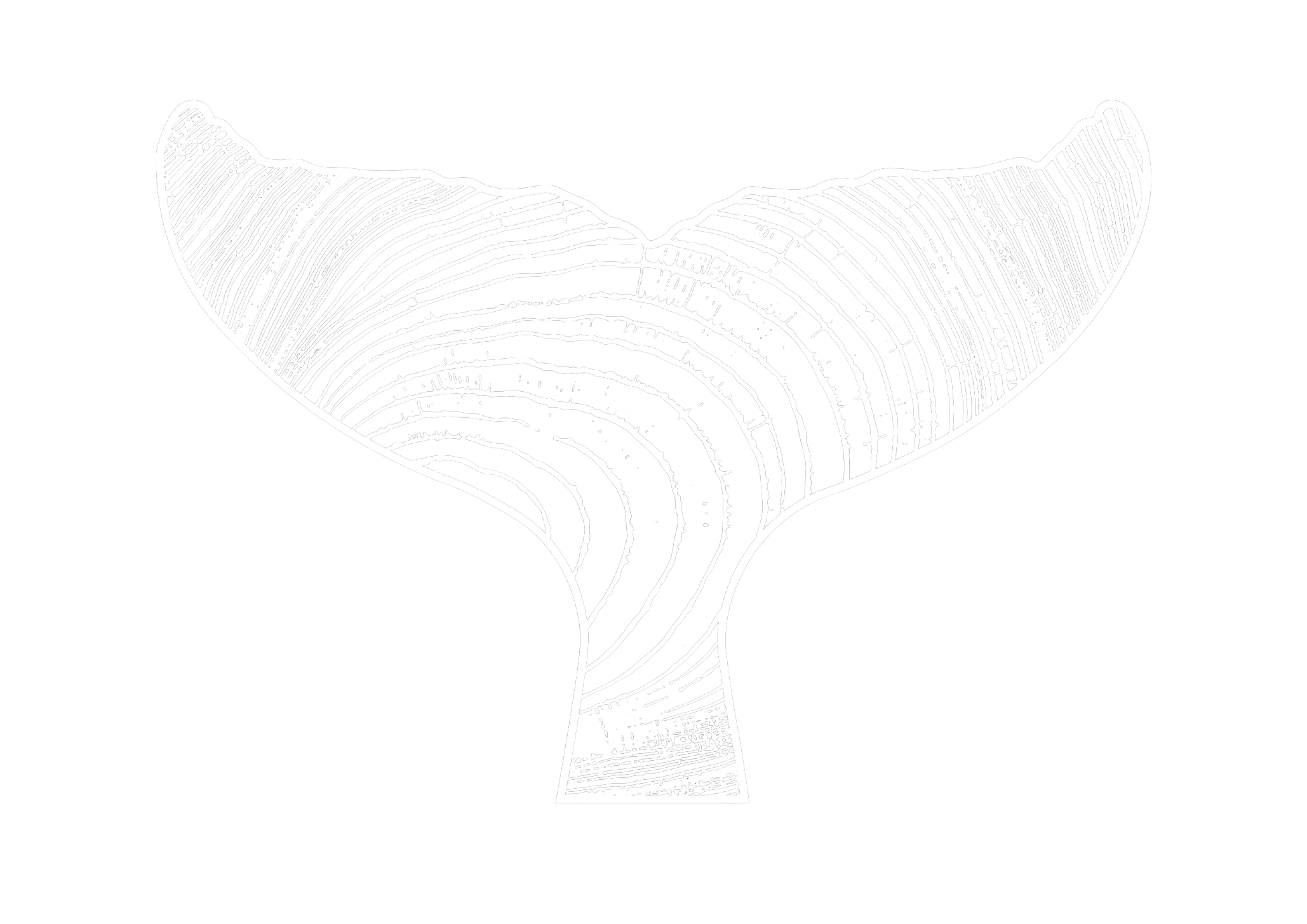 Sound Designs New York logo, a whale tail drawn from tree rings