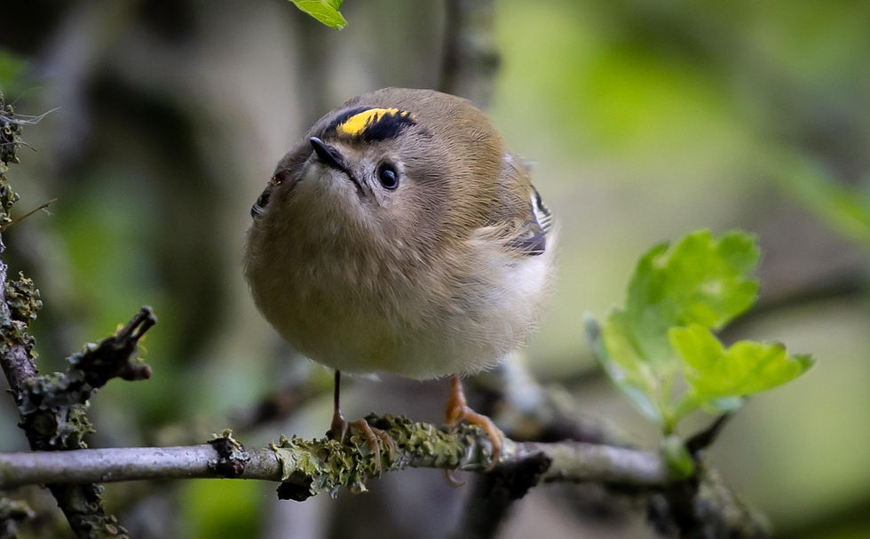 Goldcrest Image thanks to "The other Kev"