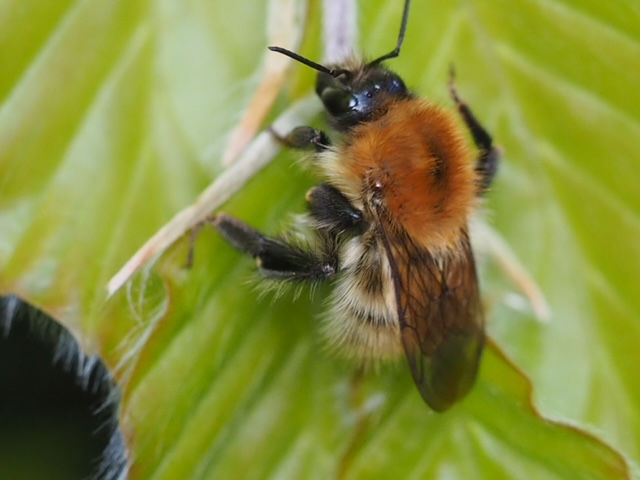 The Plight of the Bumblebee