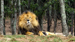 León