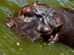 Hipopotamo