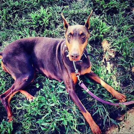 ¿Sabes qué es la profilaxis canina?