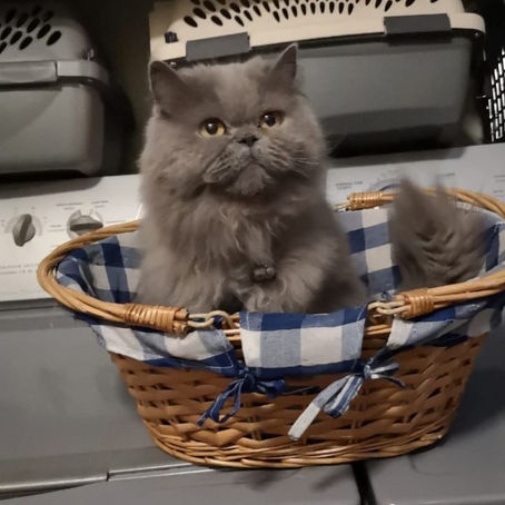 EL PELO DE LOS GATOS