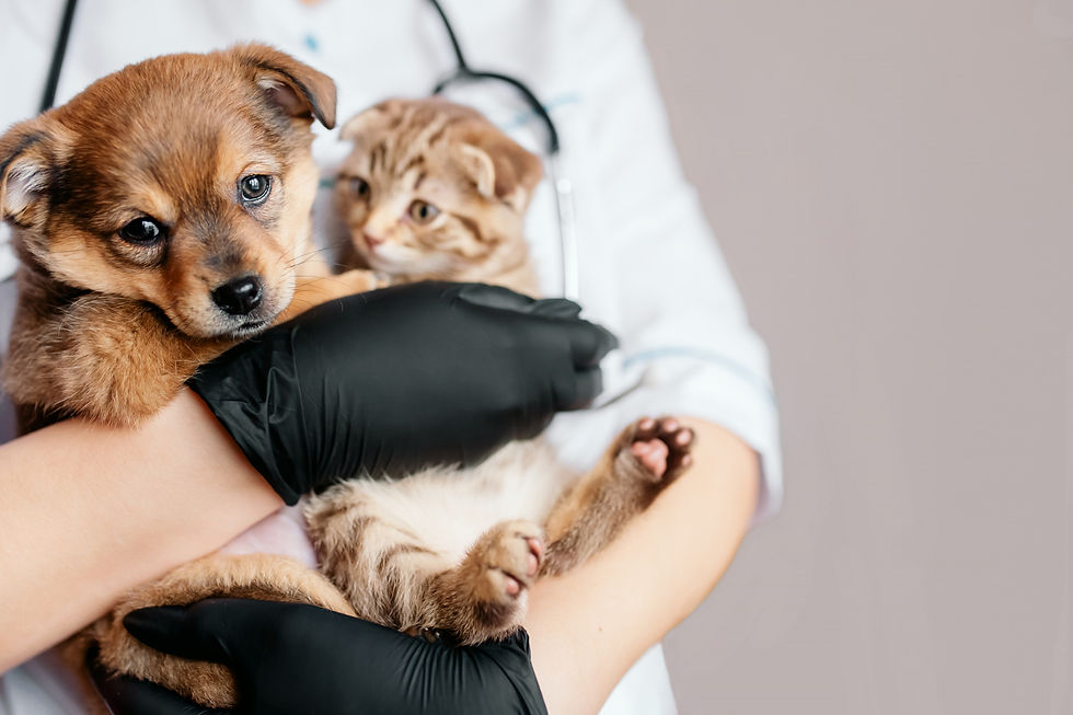 veterinarian-black-gloves-with-dog-cat-his-hands.jpg