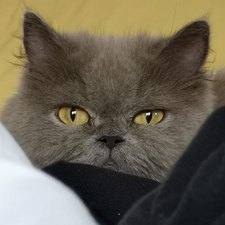Tipos de personalidades de los gatos