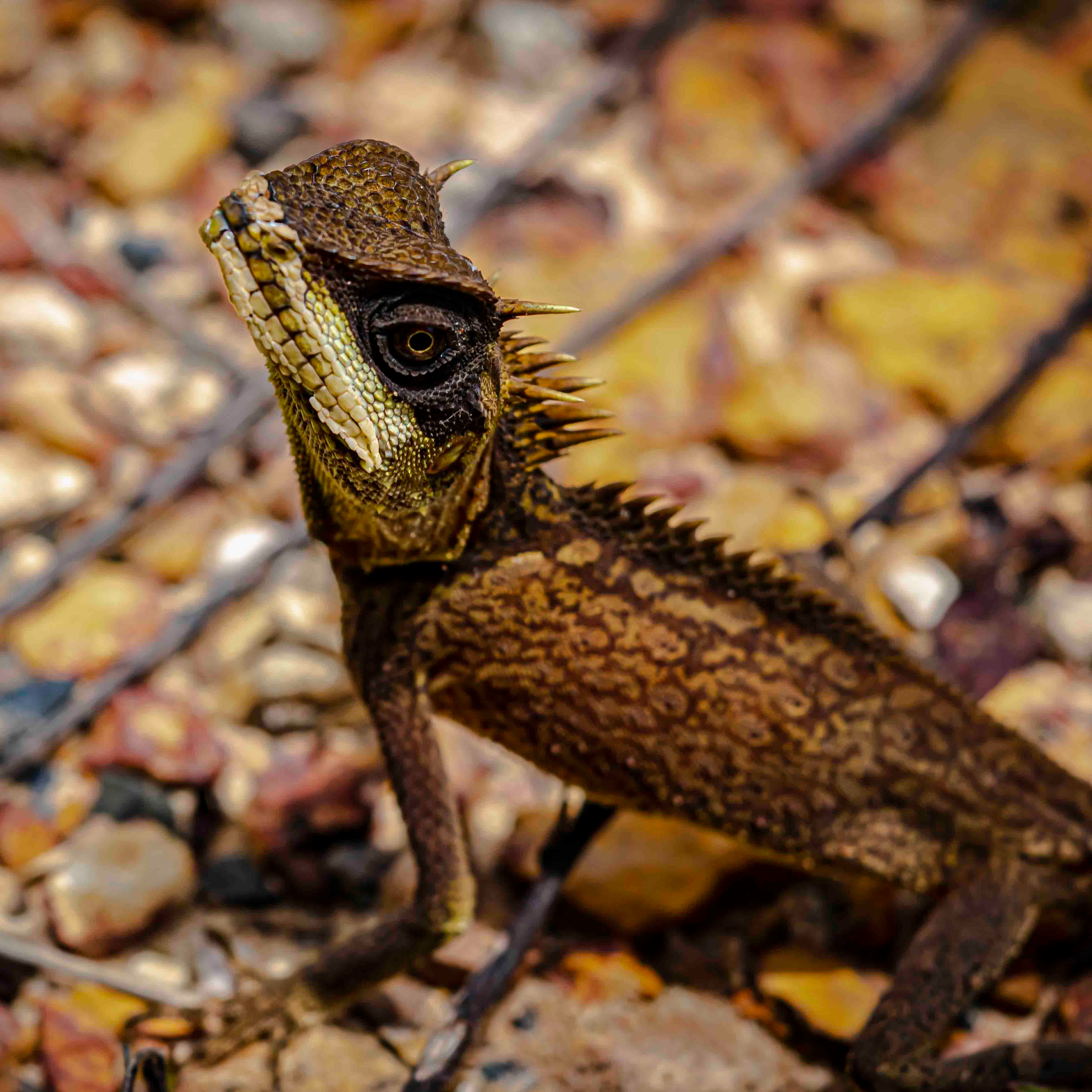 Lizard — Curated Square Photo Rag Print