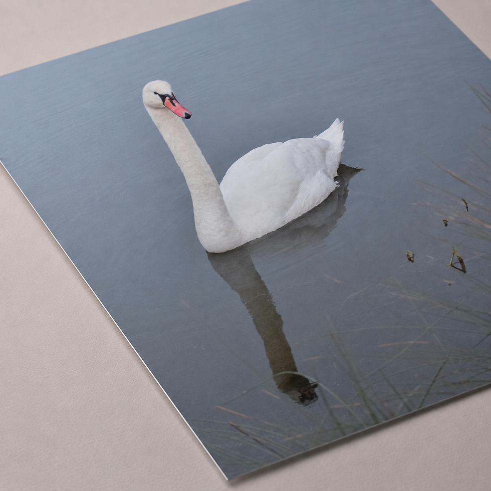 Thumbnail: Swan— Curated Square Photo Rag Print