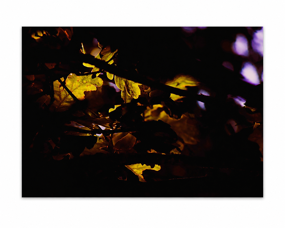 Golden autumn leaves fine art photography wall art by Chris Baguley