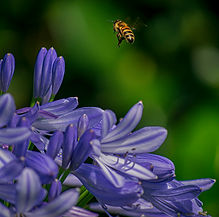 Bee – a bee hovering above purple agapanthus flowers against a soft green background