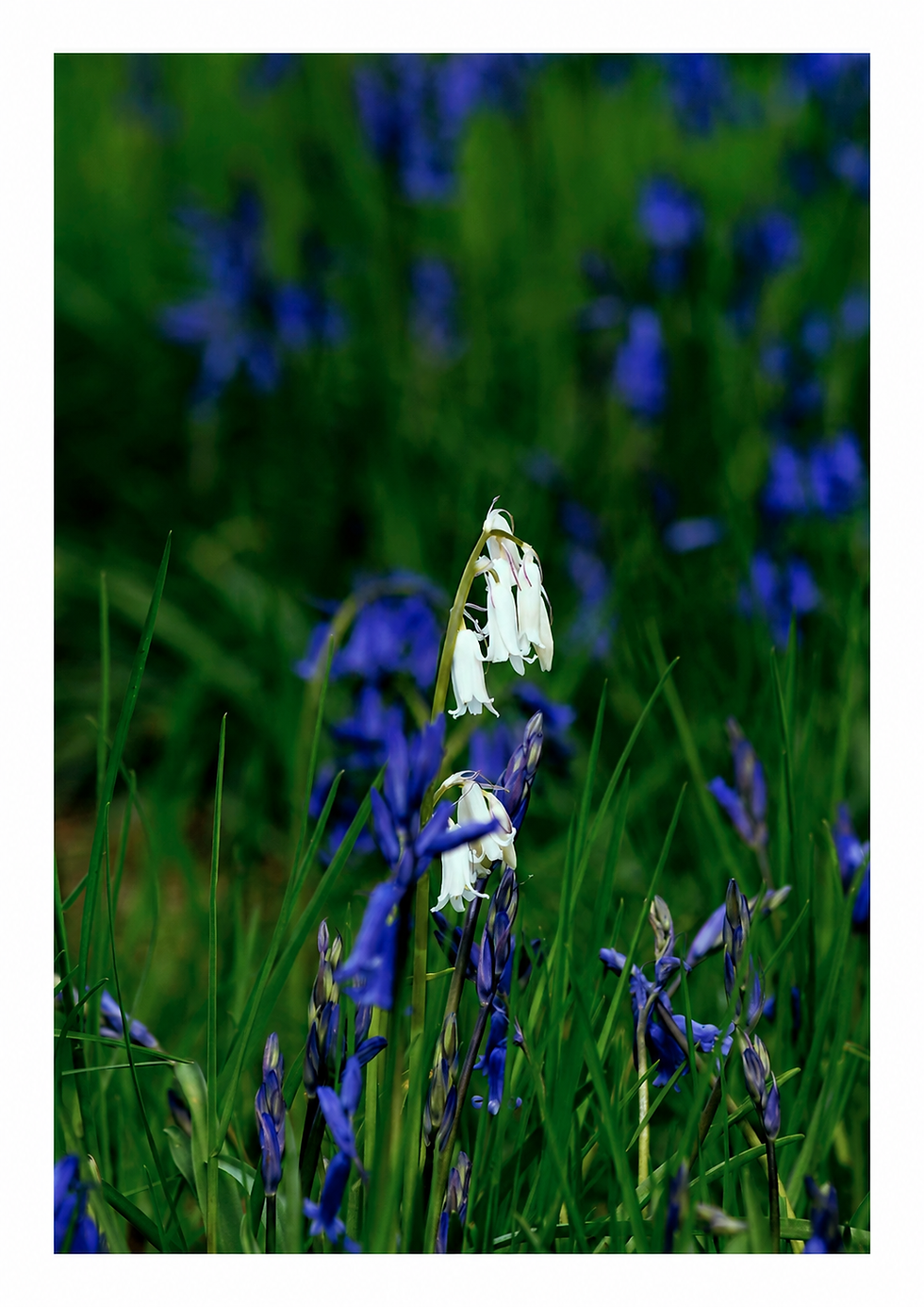 white bluebell surrounded by green grass and purple bluebells