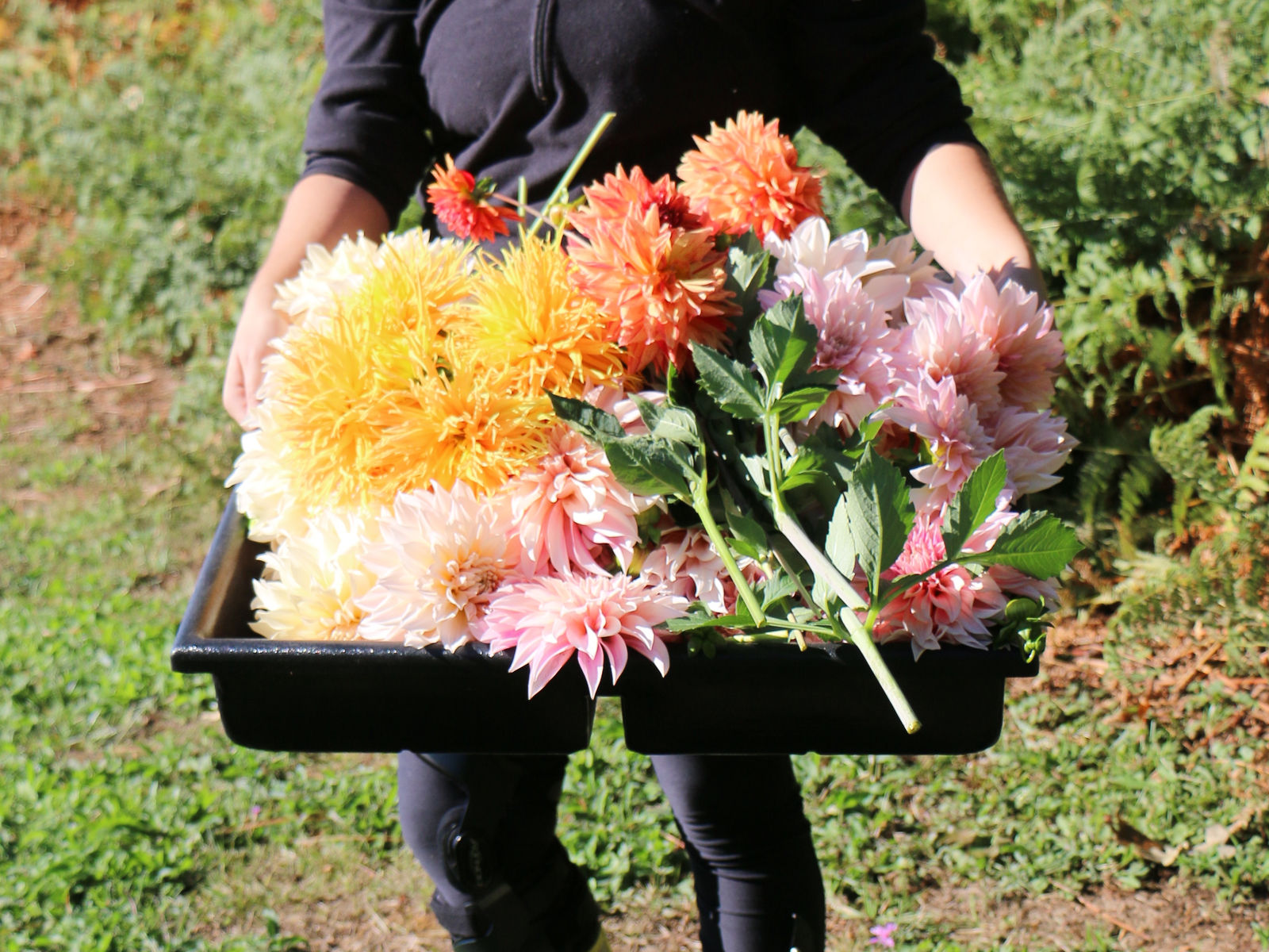 Hilda's Organic U-Pick photo 21