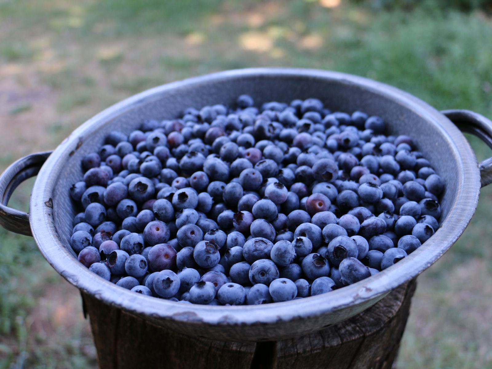 Hilda's Organic U-Pick photo 3