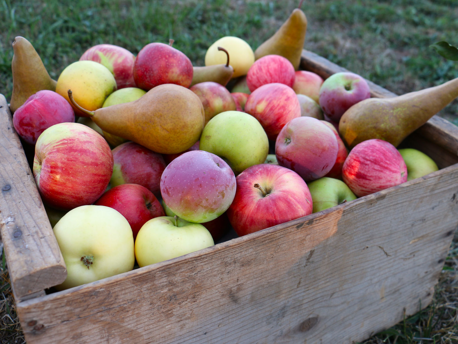 Hilda's Organic U-Pick photo 4