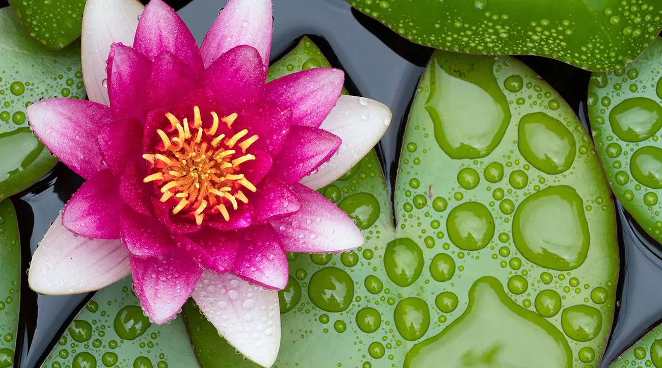 Lotosblüte.jpg.webp