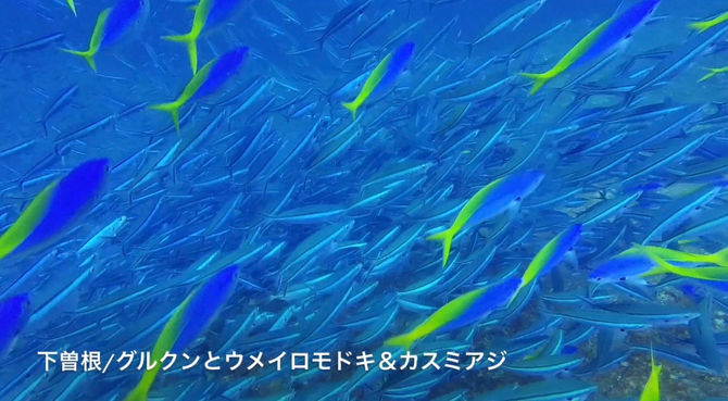 8月23日 グルクンに囲まれて。