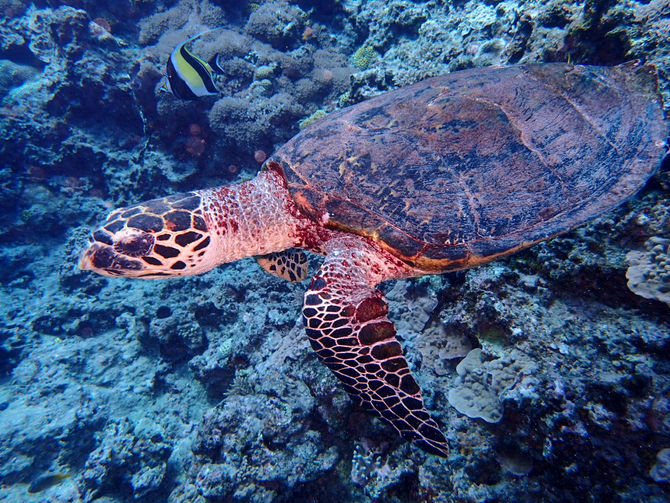 渡嘉敷&座間味島