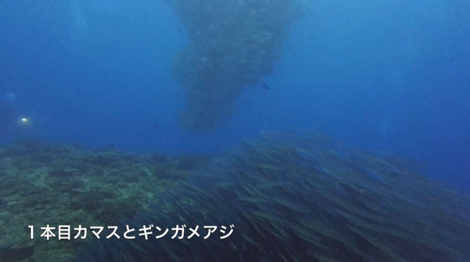 5月28日 ギンガメアジ