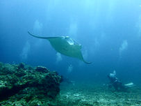 最近のダイビング