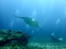 最近のダイビング