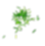 Schnittlauch-klein.png