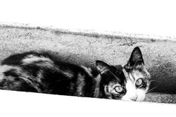 IMG_0082 copy-Editar