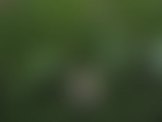 From True North to Daily Compass: Operationalizing Strategy