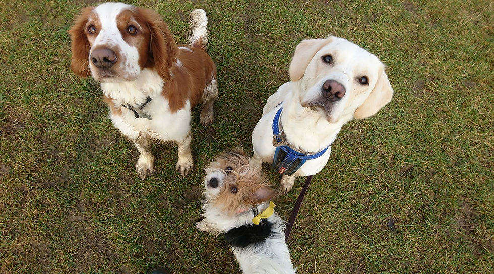 Dog walking Country Companions Pet Services Rushden