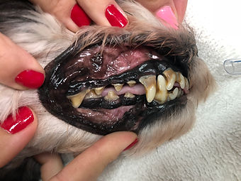 tooth 2.jpeg