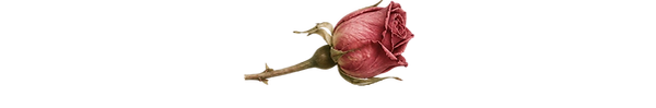 Ajouter des lignes dans le corps du texte (4).png