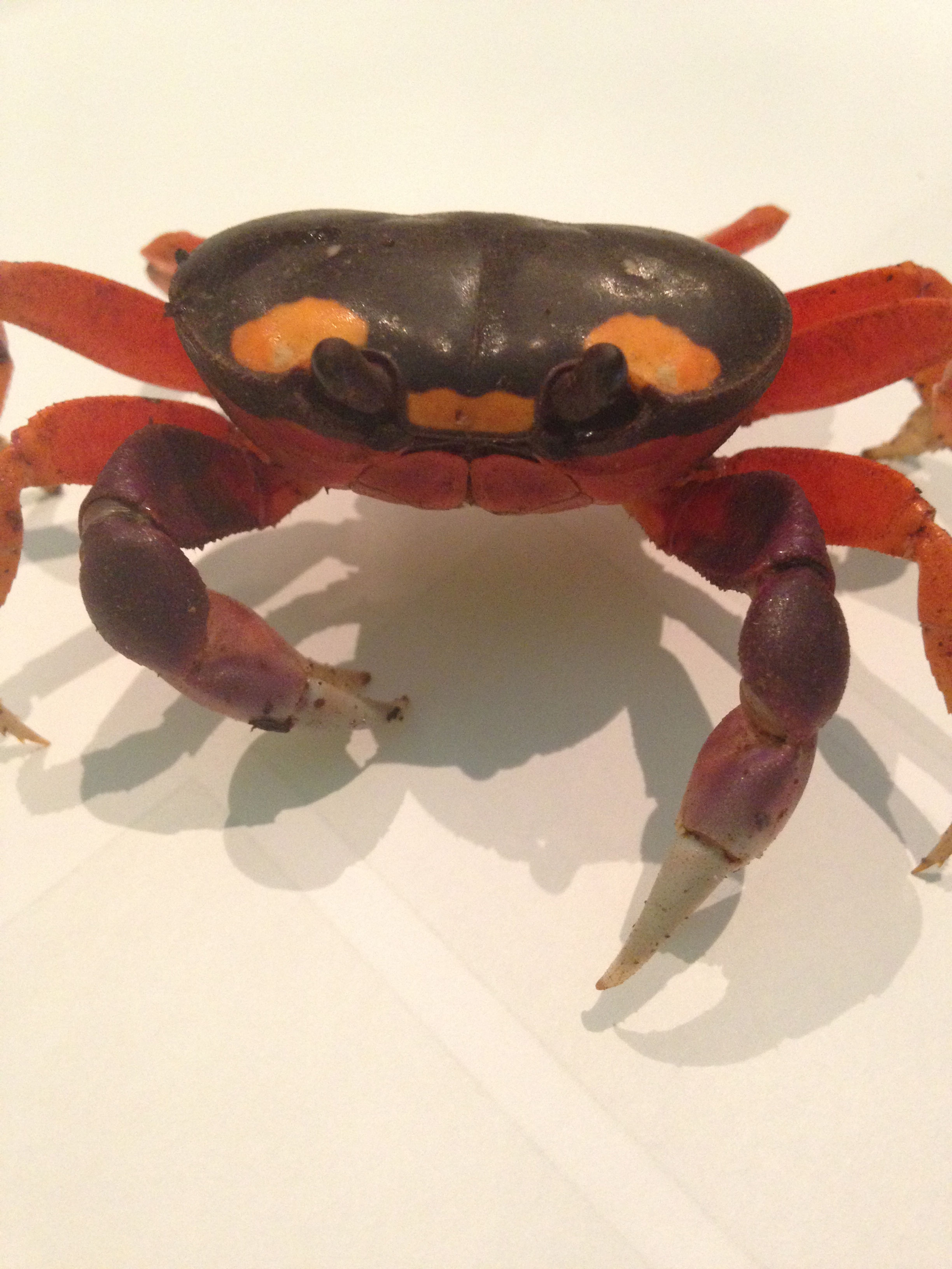 Halloween crabs (pair)